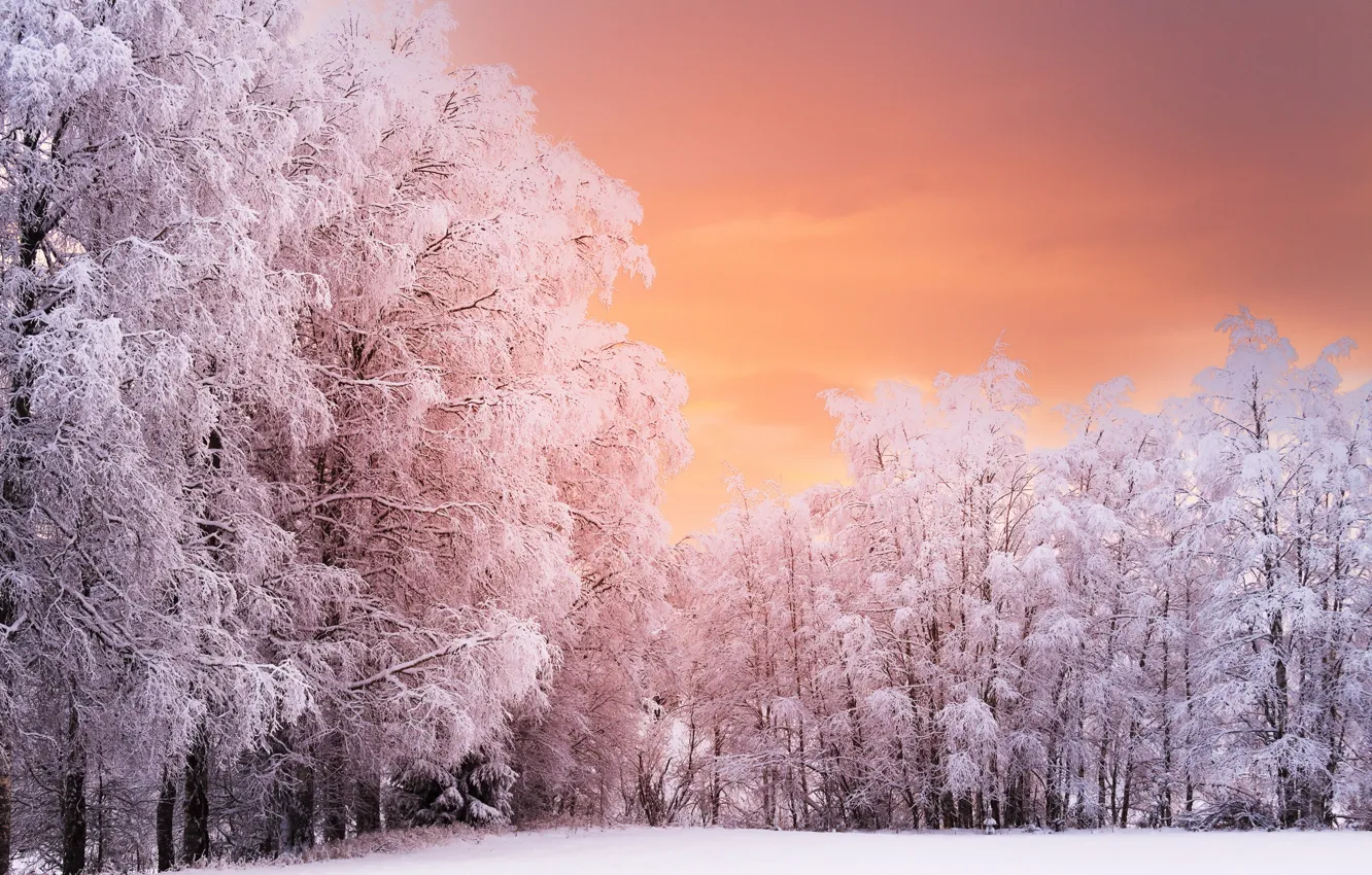 Photo wallpaper winter, trees, nature