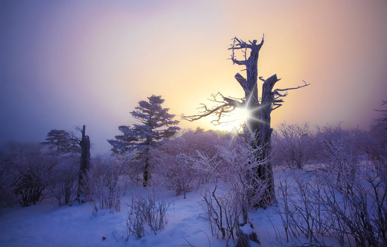 Photo wallpaper winter, frost, forest, the sun, snow, trees, sunset, beauty