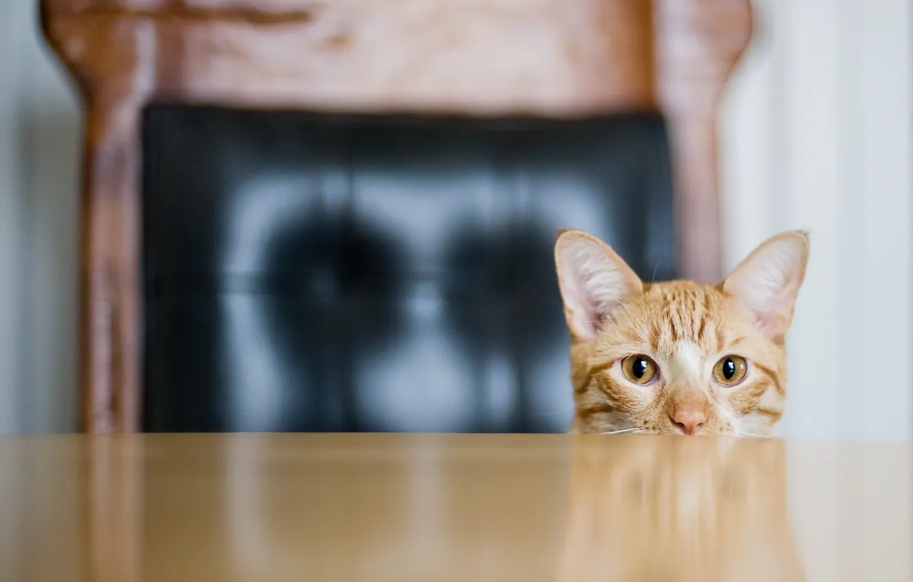 Photo wallpaper cat, look, background