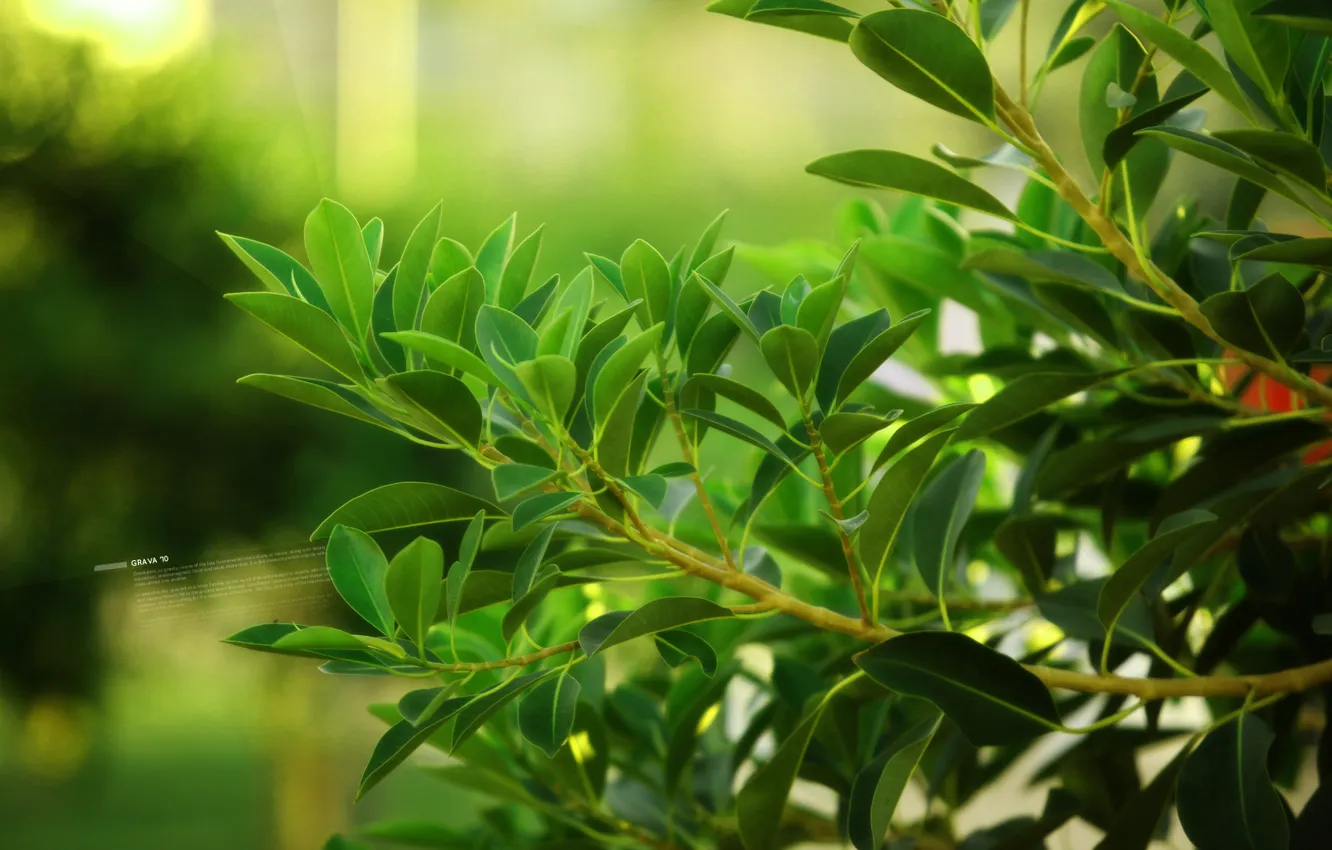 Photo wallpaper greens, leaves, nature