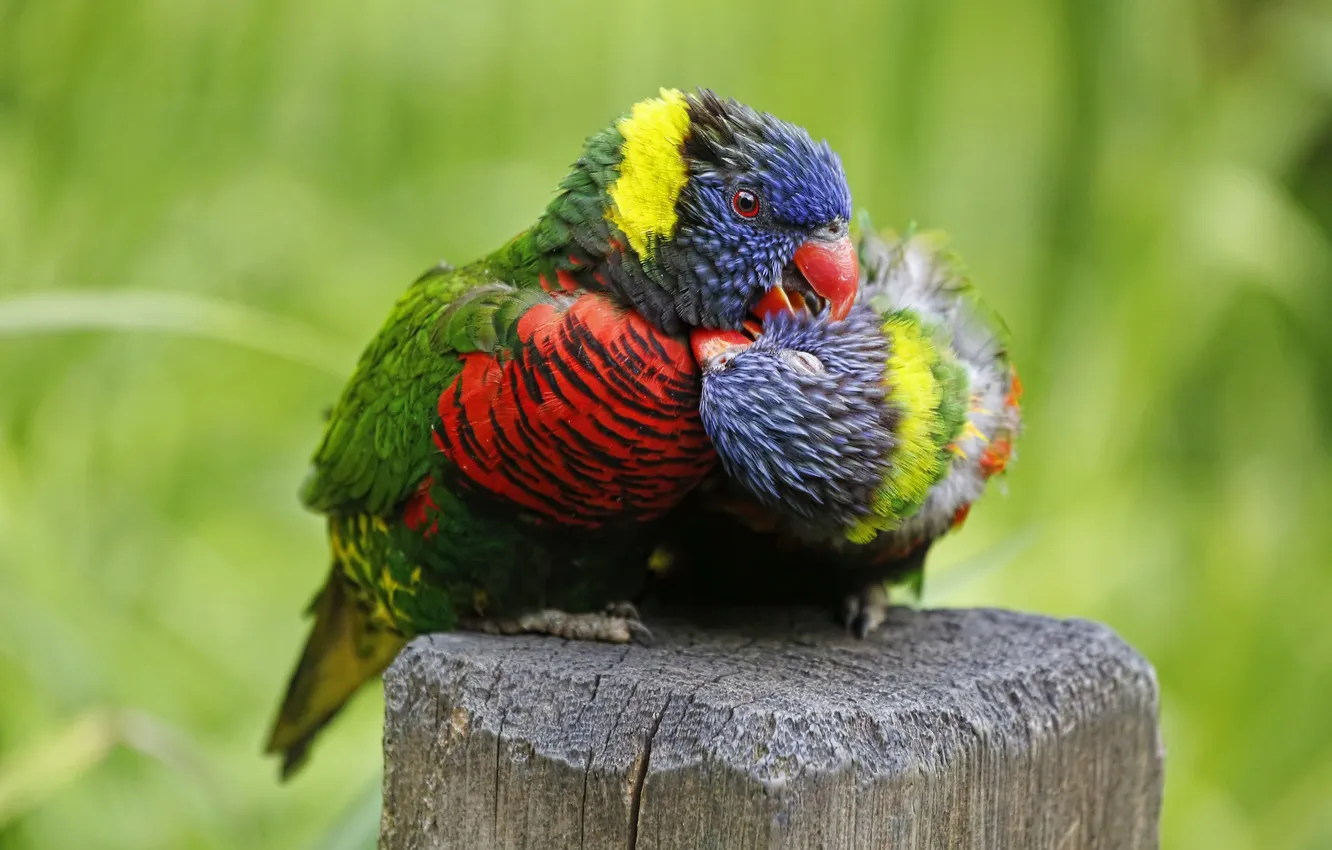 Photo wallpaper color, feathers, beak, parrot, pair