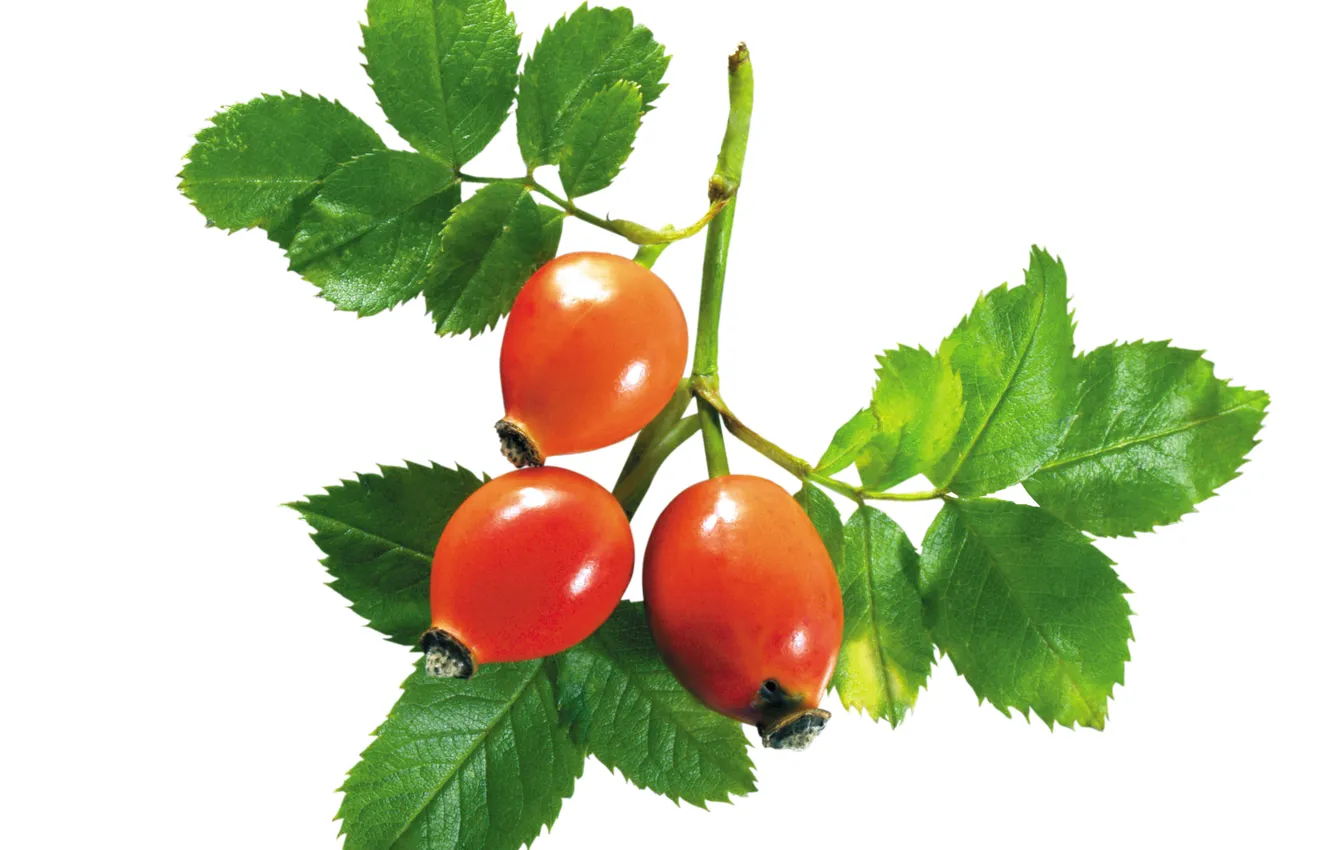 Photo wallpaper leaves, branches, briar, poda