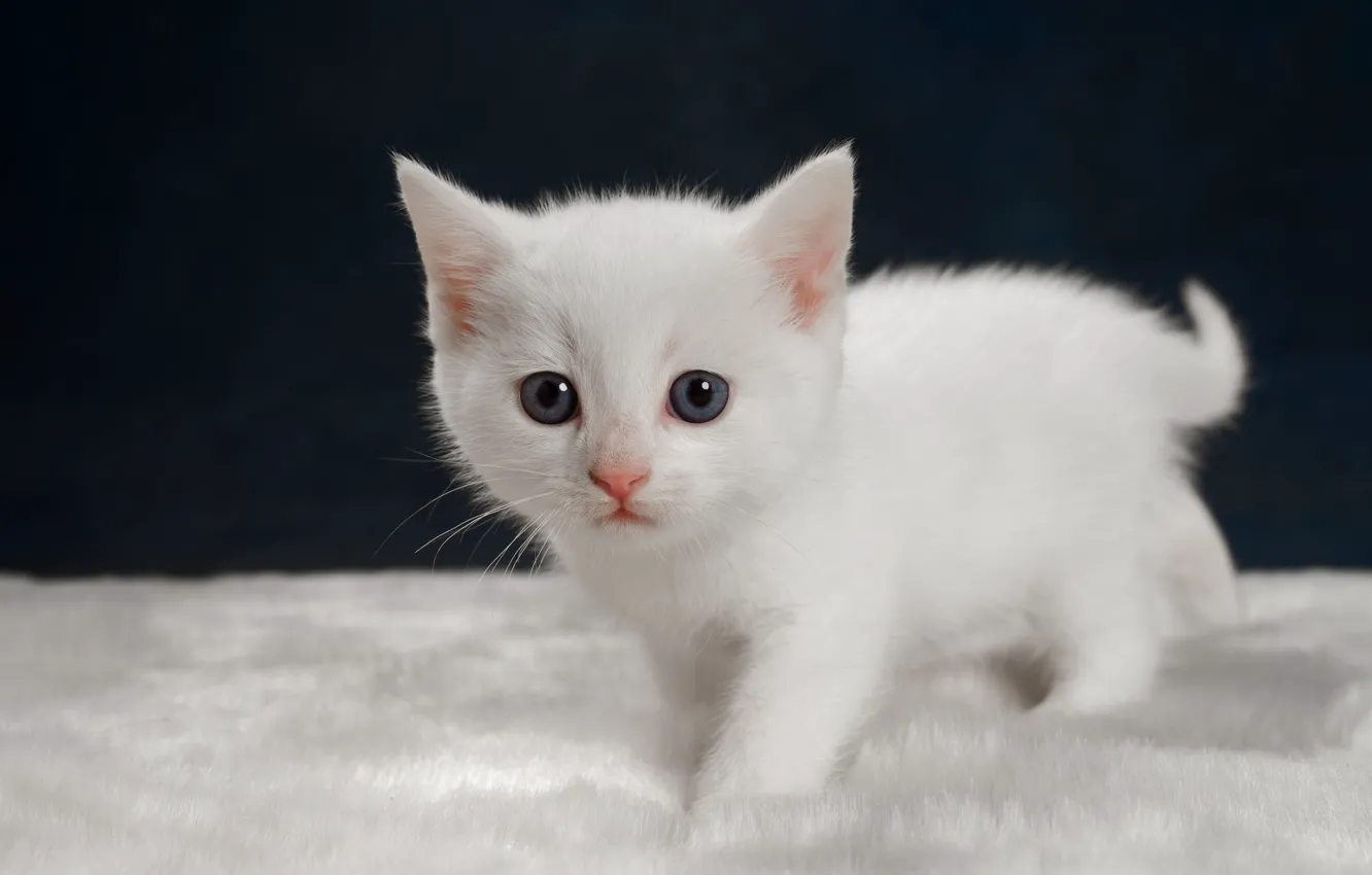 Photo wallpaper look, kitty, baby, white kitten