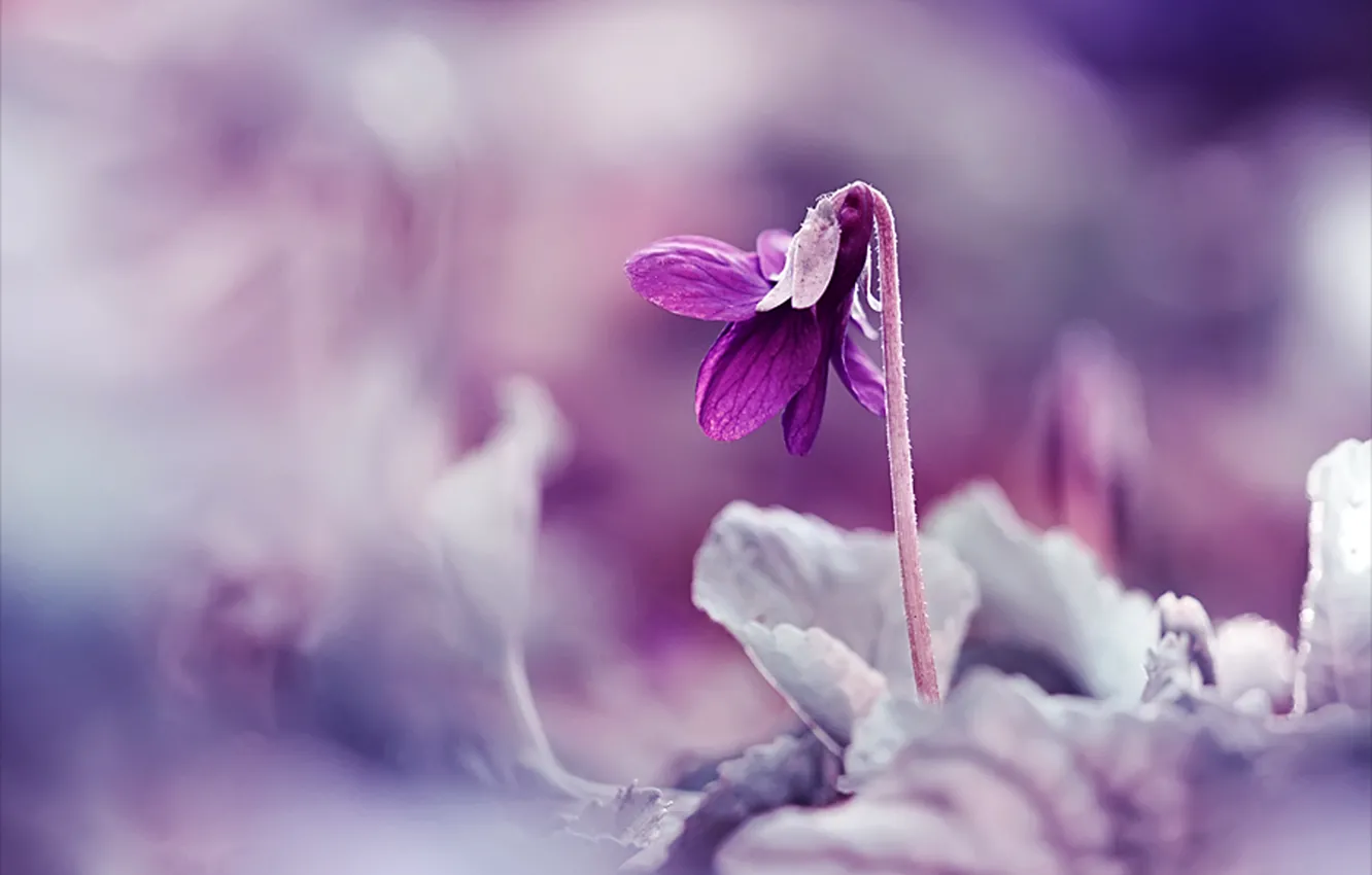 Photo wallpaper macro, lilac, plant, spring, Flower, blur