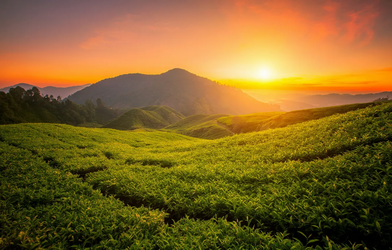 Photo wallpaper landscape, mountains, nature, sunrise, tea, plant