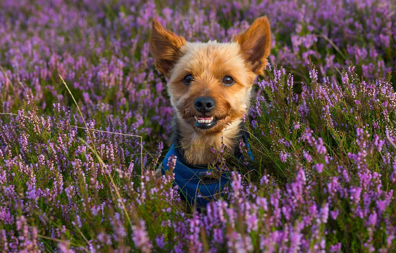 Photo wallpaper look, face, Yorkshire Terrier, Heather, dog