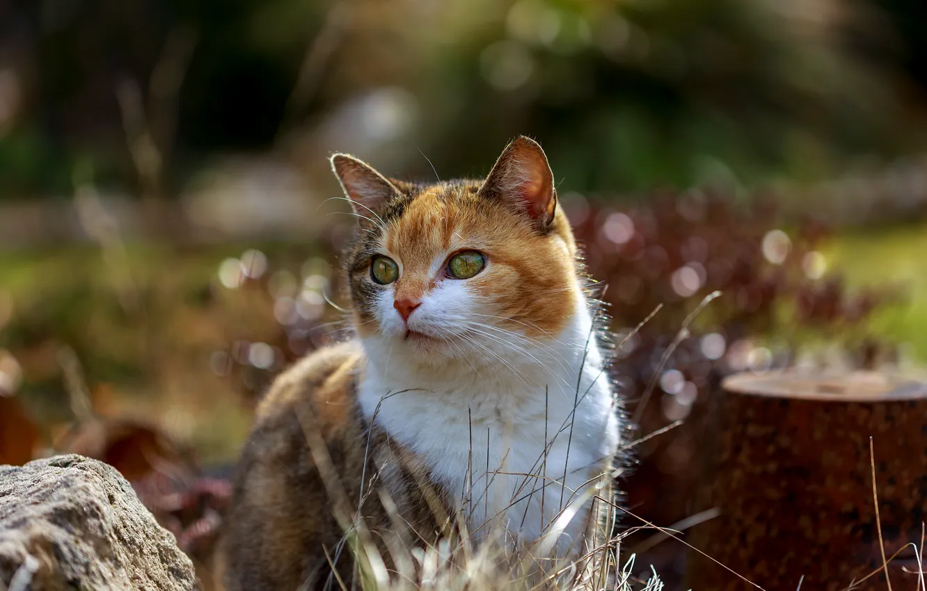 Photo wallpaper cat, summer, beauty