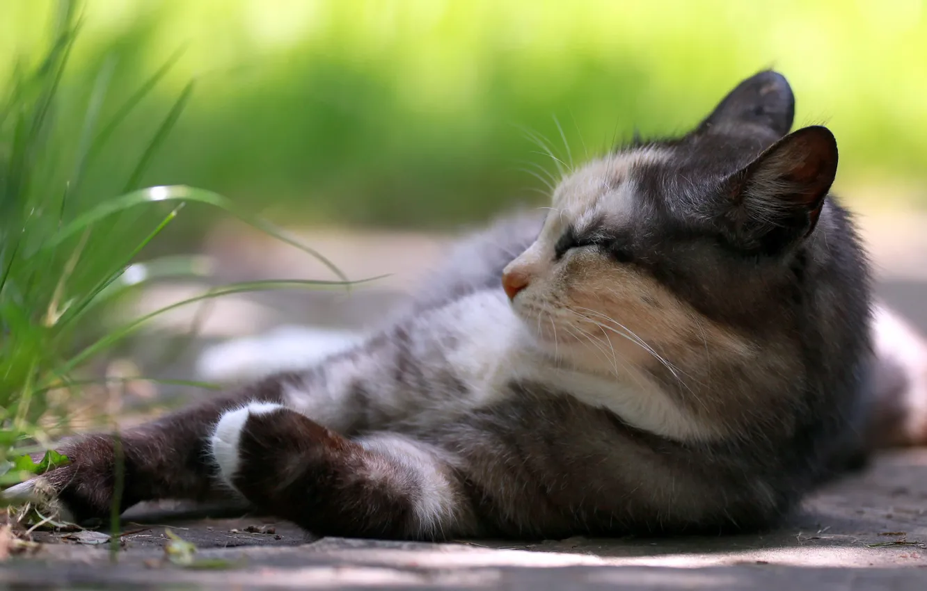 Photo wallpaper cat, grass, stay