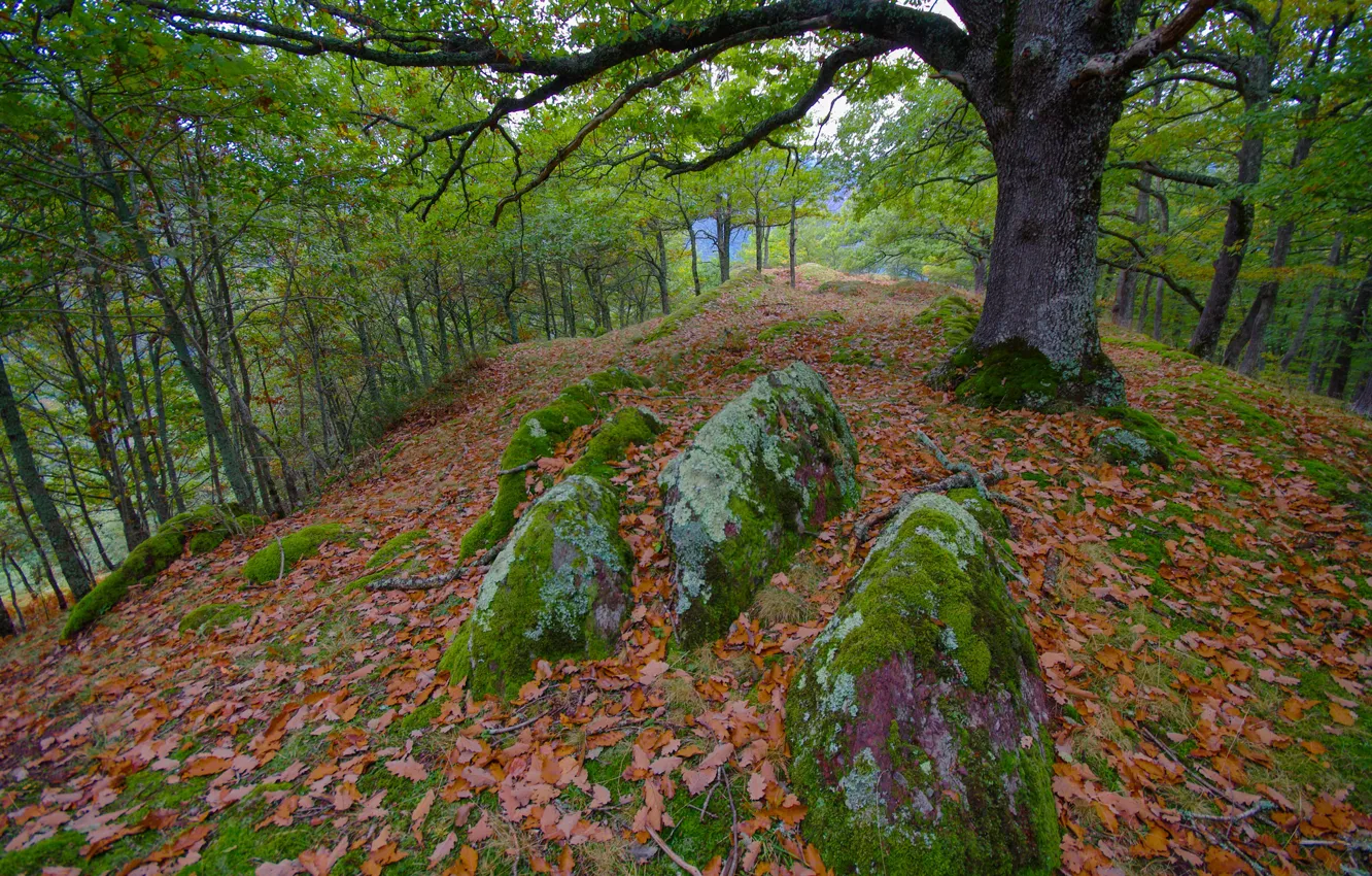 Photo wallpaper autumn, forest, leaves, trees, stones