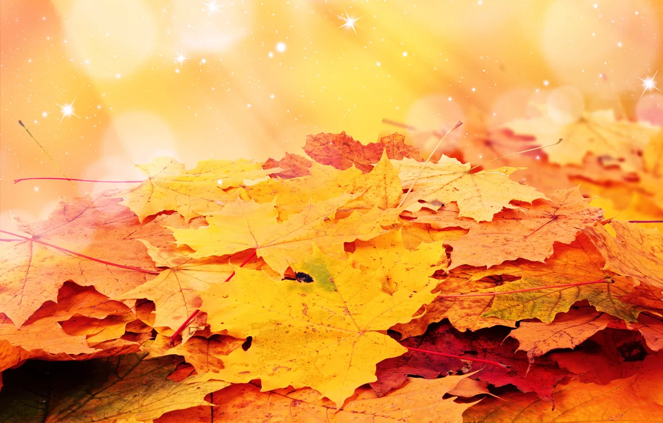 Photo wallpaper autumn, leaves, stars, heap