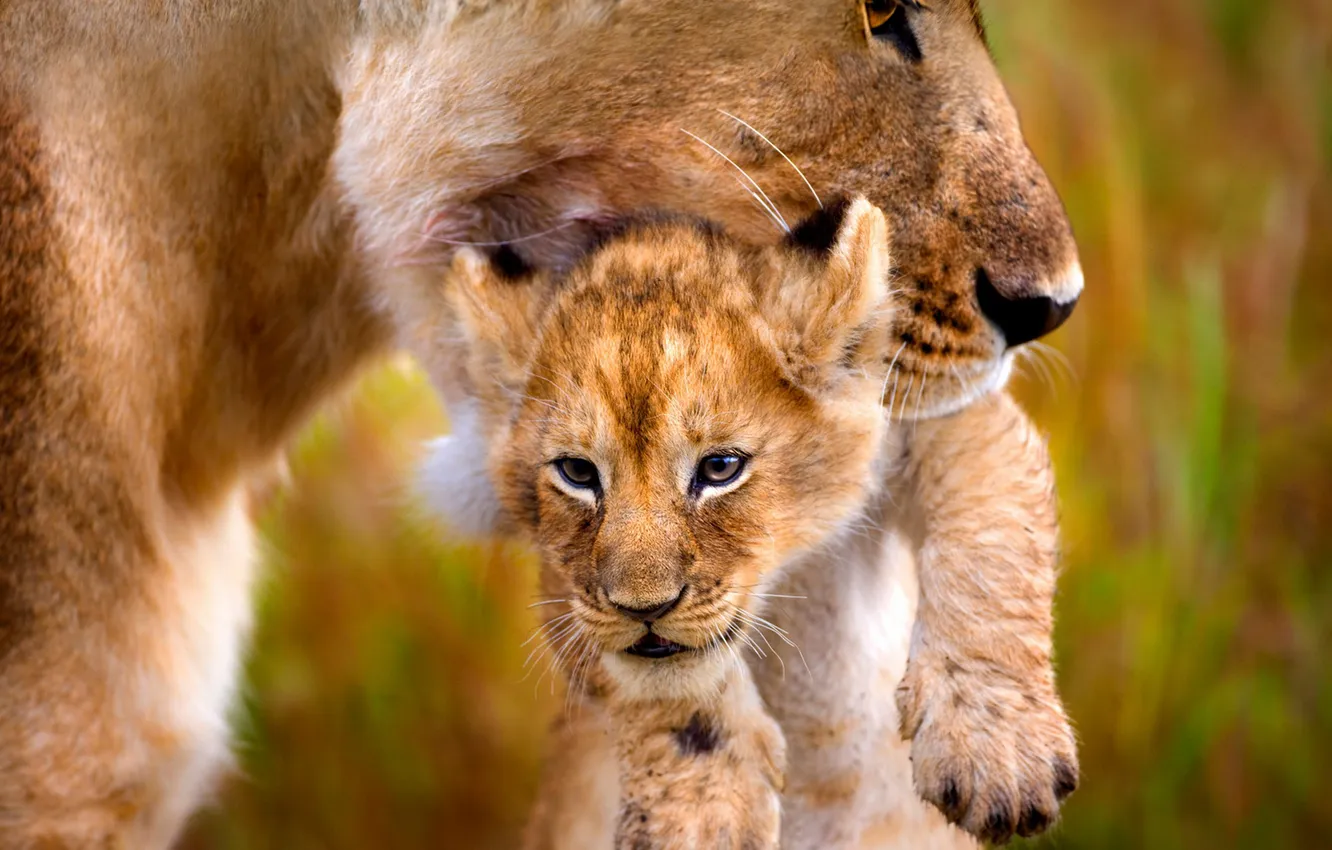 Photo wallpaper Leo, lioness, mom, lion