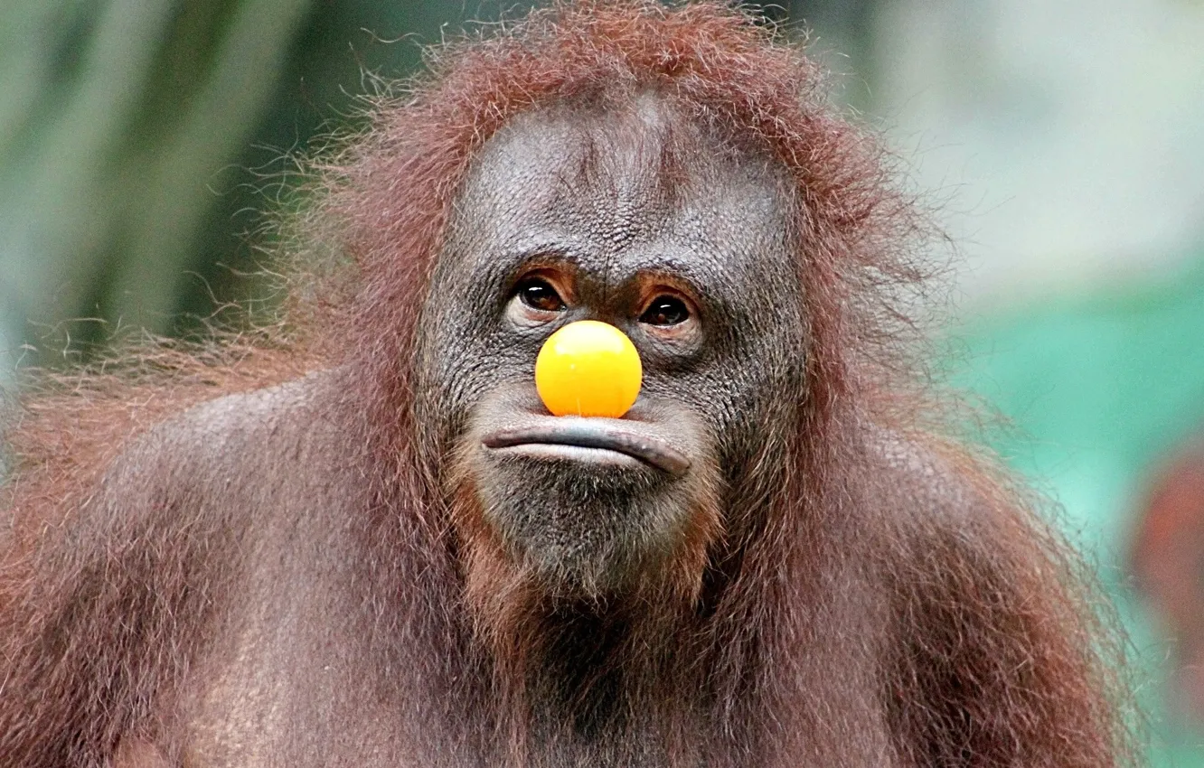 Photo wallpaper humor, ball, orangutan