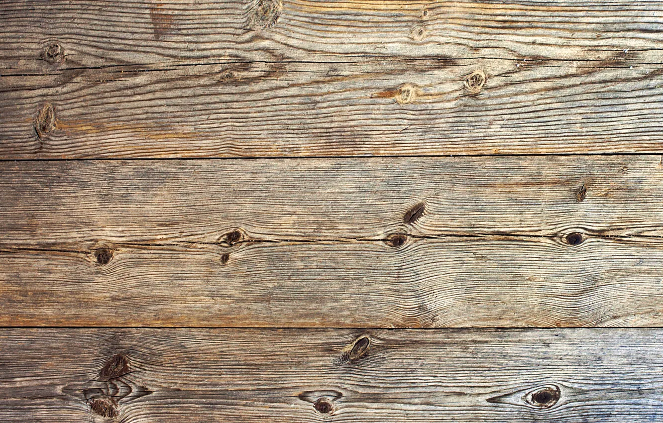 Photo wallpaper texture, finish, under the tree