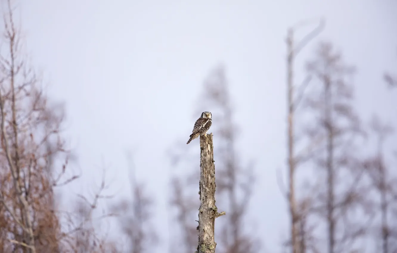 Photo wallpaper tree, owl, bird