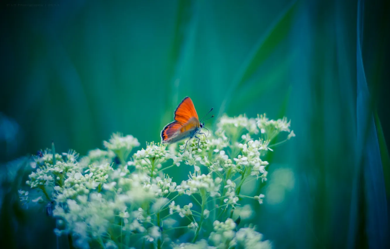Photo wallpaper flowers, background, butterfly, plant, orange, white