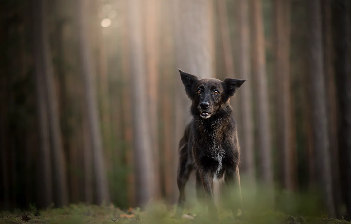 Photo wallpaper nature, each, dog