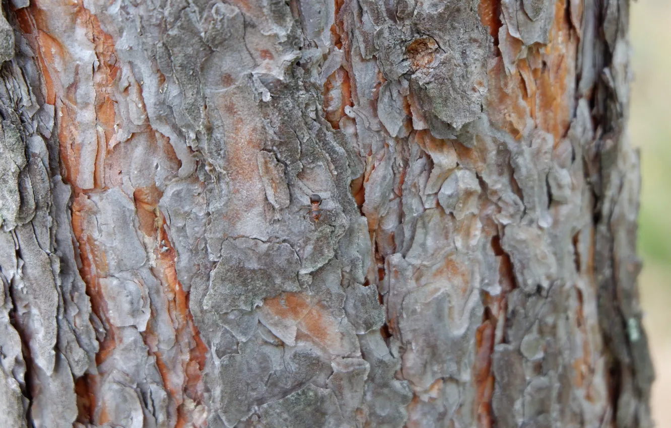 Photo wallpaper grey, tree, ant, bark, pine, amber