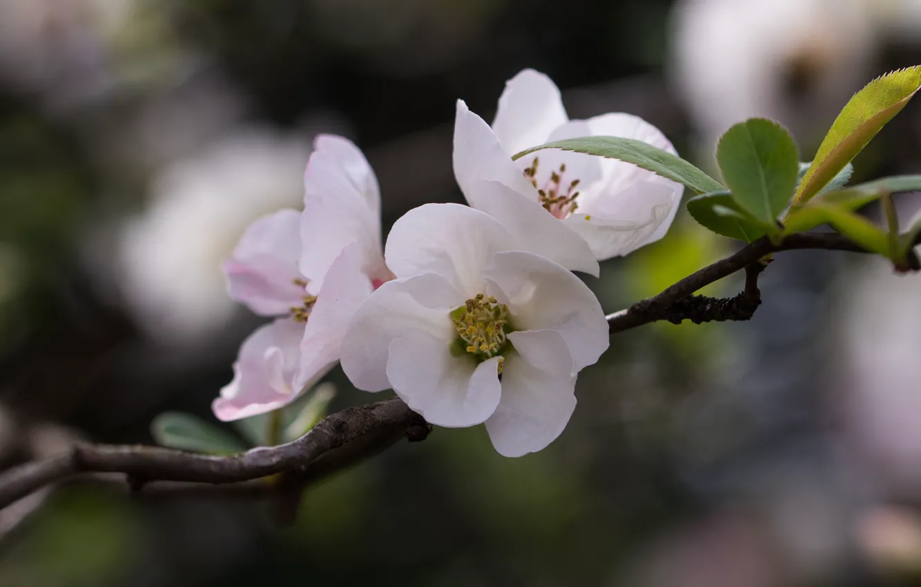 Photo wallpaper leaves, flowers, branches, white, trio, bokeh, Camellia