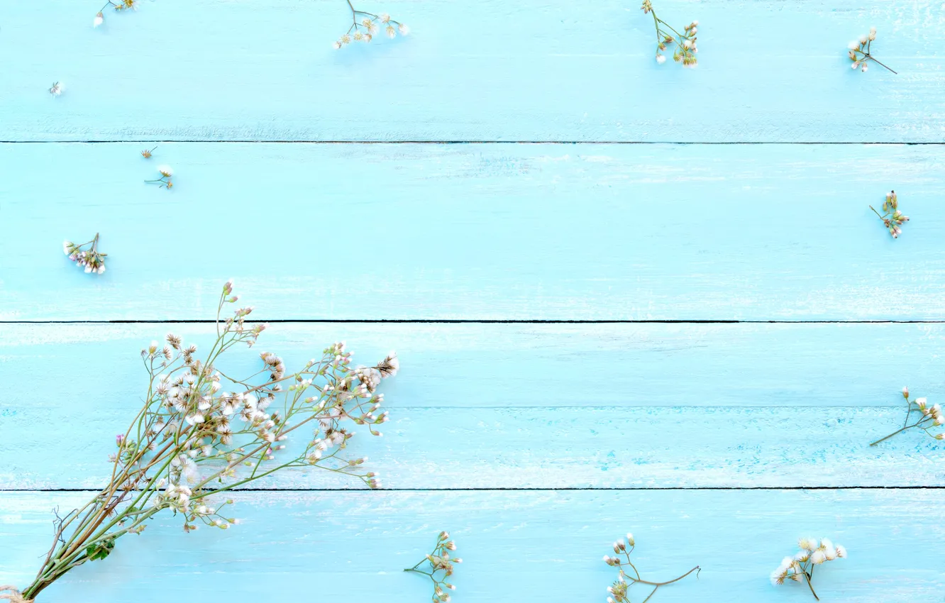 Photo wallpaper background, blue, Flowers, twigs
