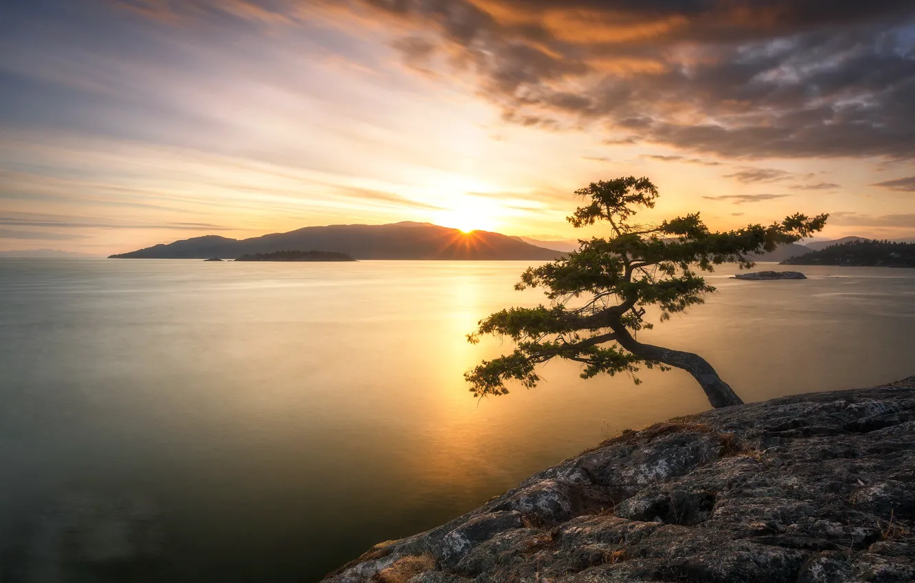 Photo wallpaper sea, sunset, nature, tree, shore