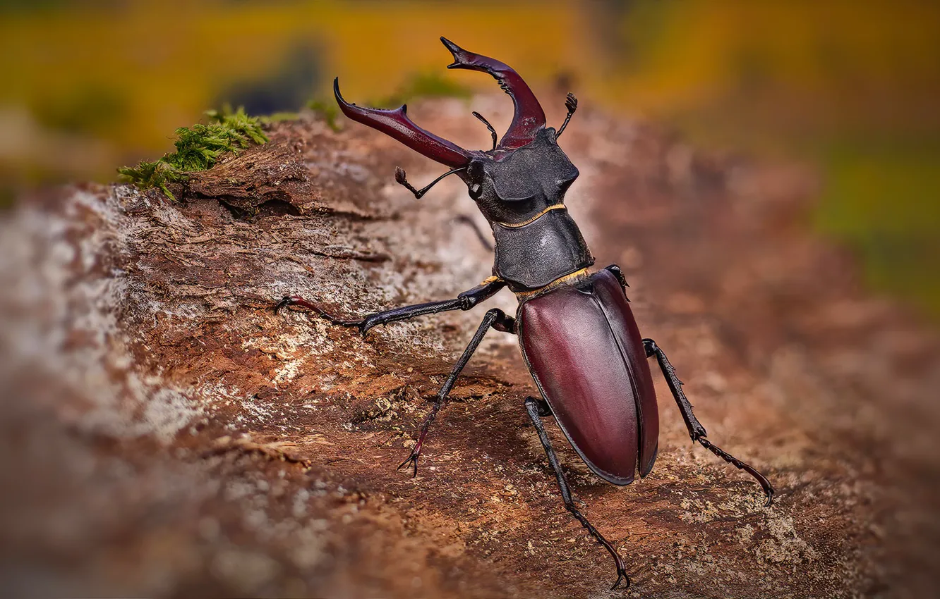 Photo wallpaper macro, beetle, blur, insect, bark, Stag beetle