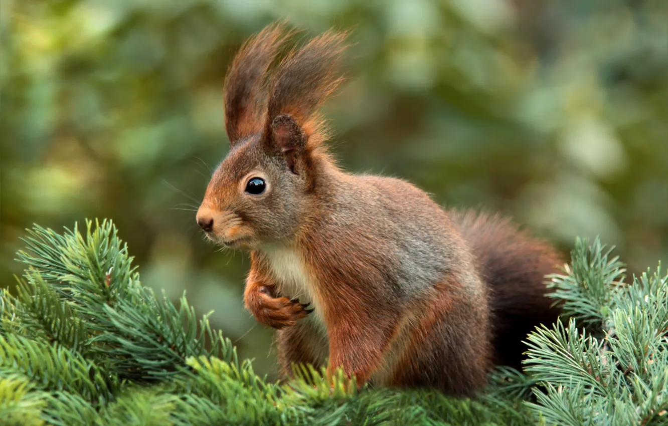 Photo wallpaper branches, tree, spruce, protein, needles, animal, rodent