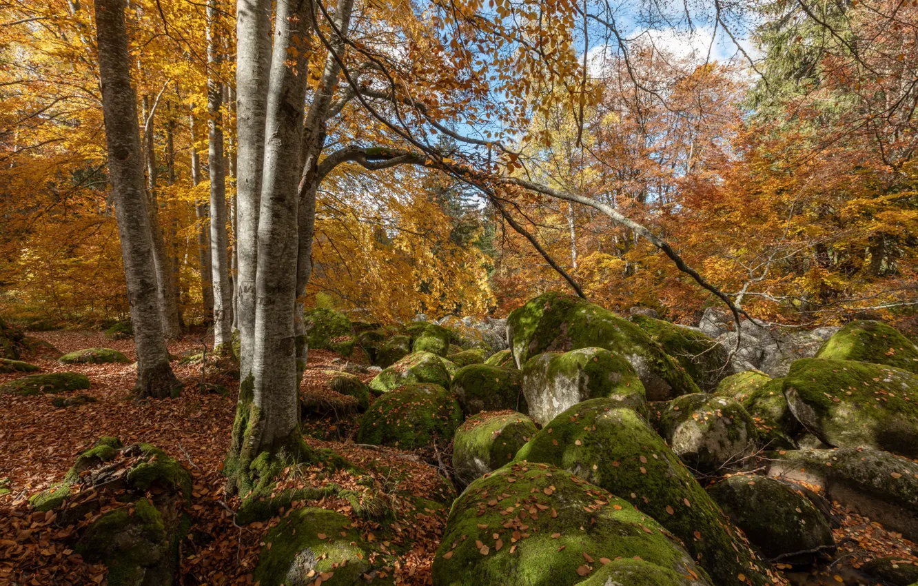 Photo wallpaper autumn, forest, trees, landscape, nature, stones, Alexander Sandev