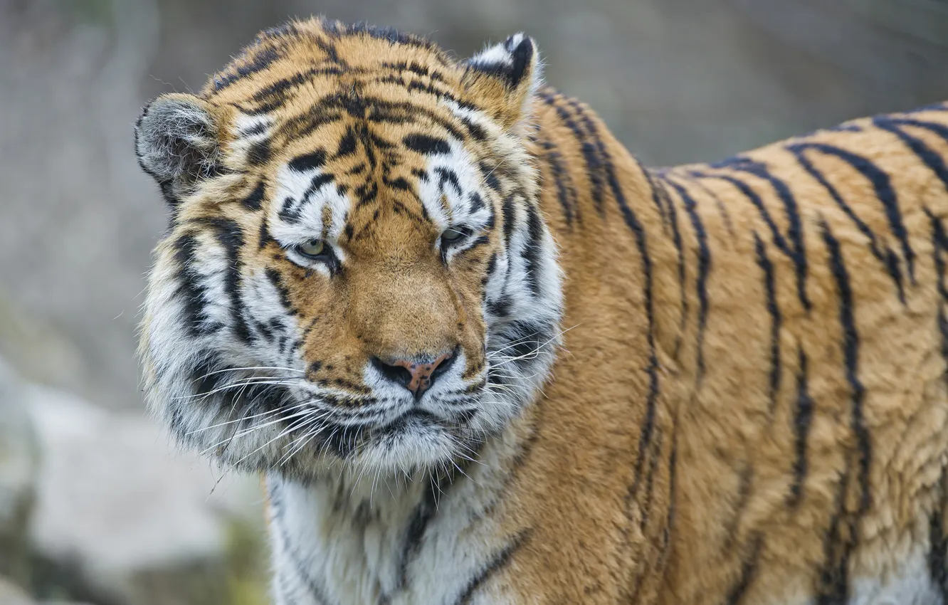 Photo wallpaper cat, look, face, tiger, the Amur tiger, ©Tambako The Jaguar