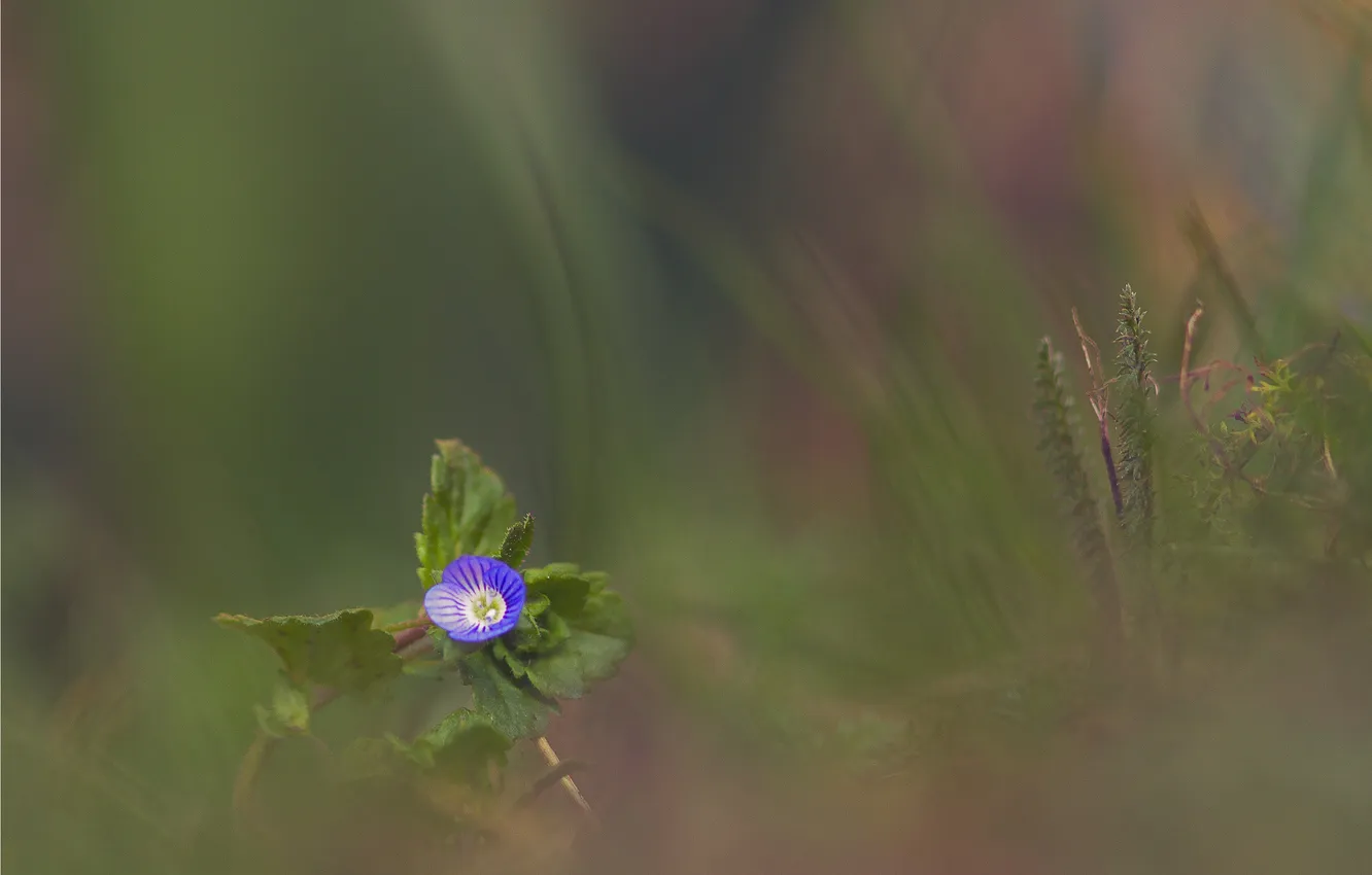 Photo wallpaper grass, leaves, flowers, blue, blur