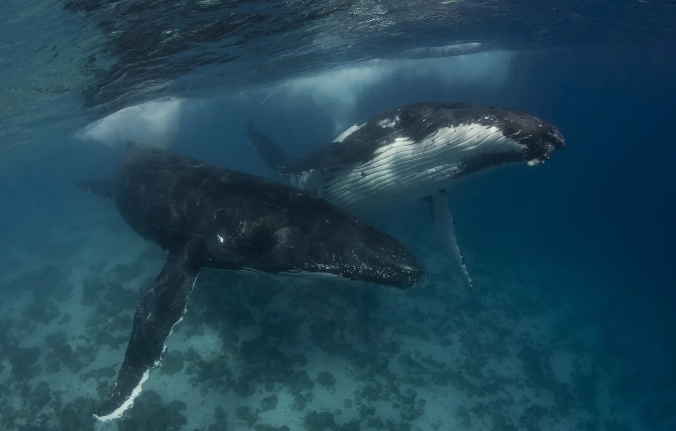 Photo wallpaper sea, water, humpback whale