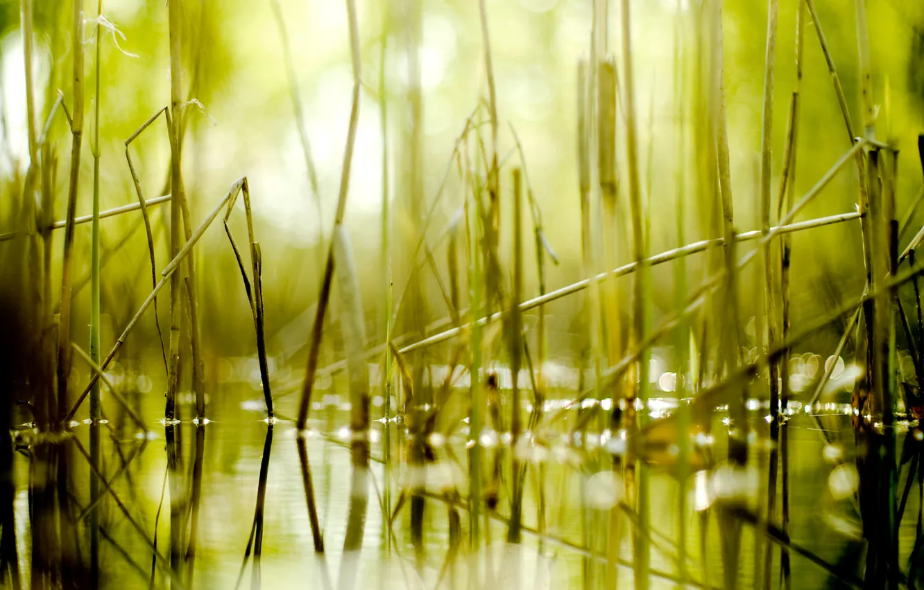 Photo wallpaper swamp, reed, bokeh