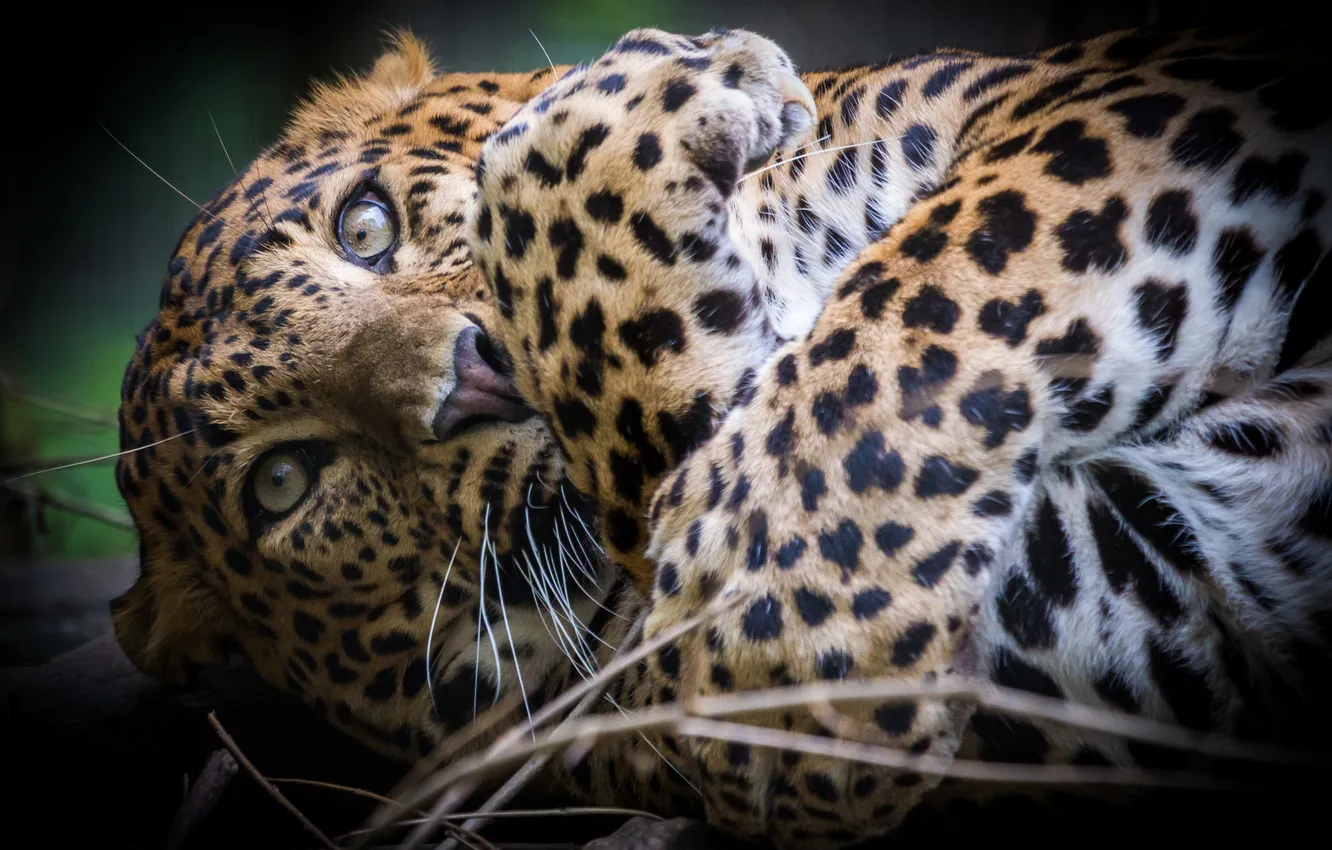 Photo wallpaper cat, look, paws, leopard