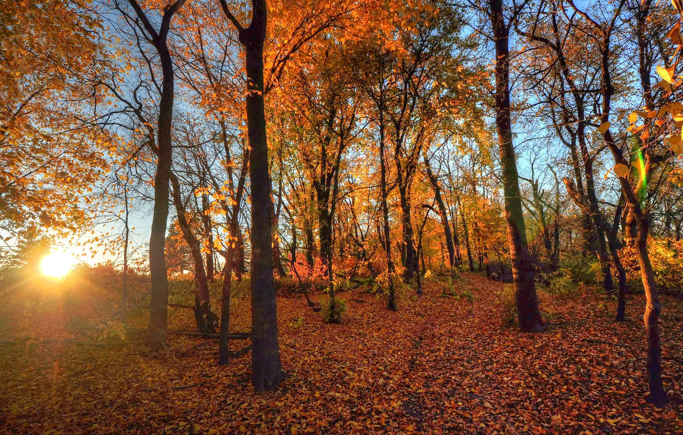 Photo wallpaper autumn, forest, leaves, rays, trees, sunset
