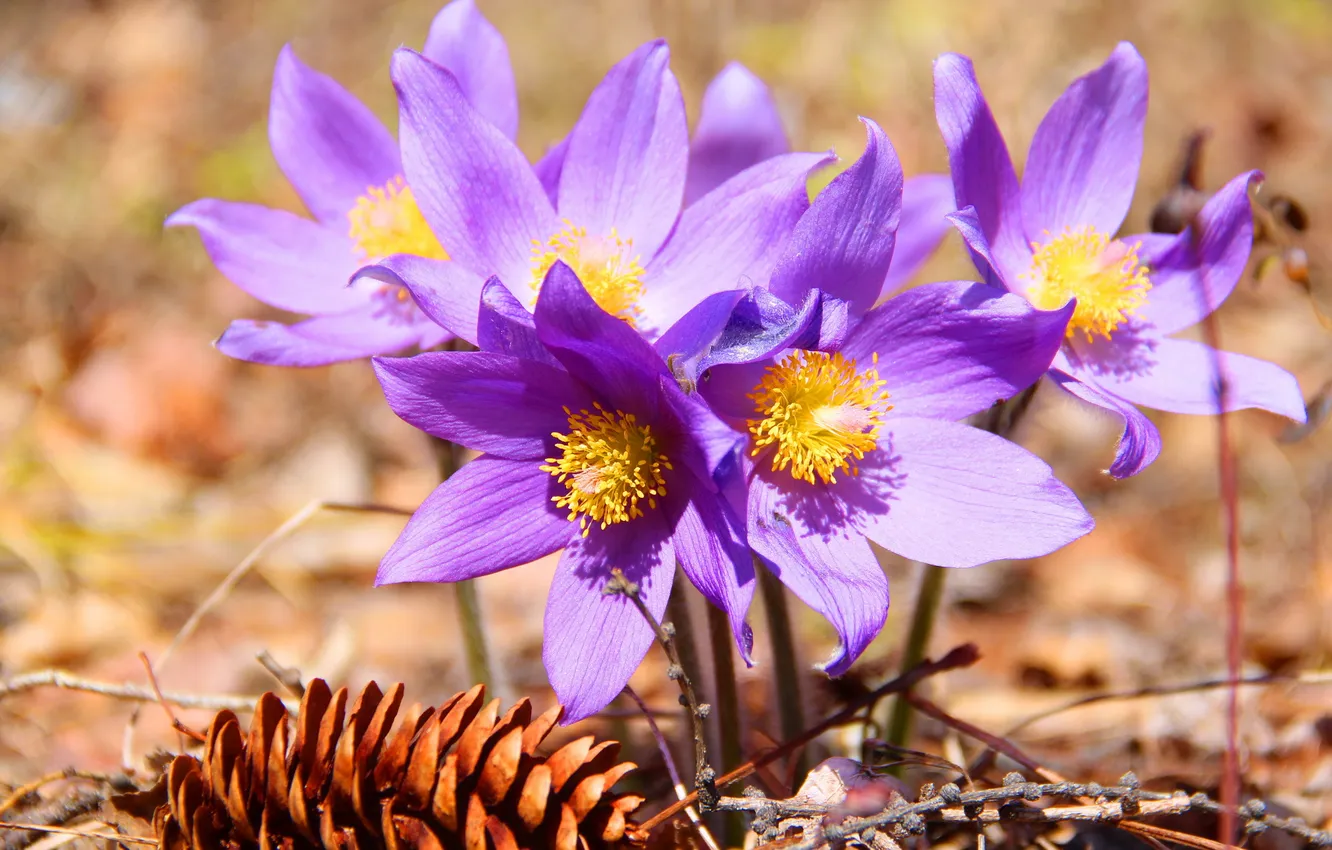 Photo wallpaper nature, primrose, flowers of Siberia