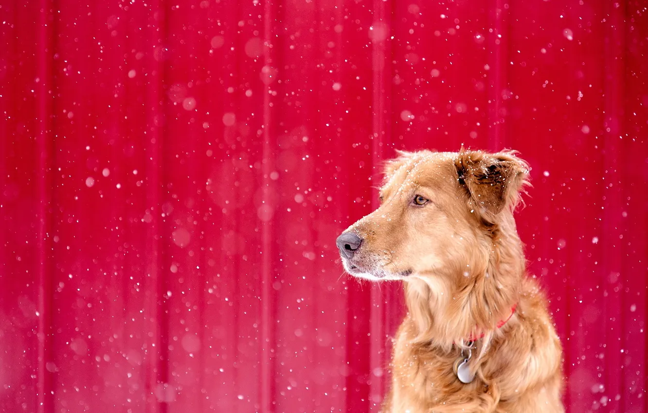 Photo wallpaper look, each, dog