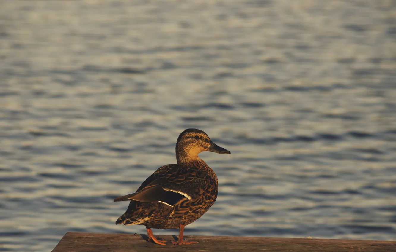 Photo wallpaper bird, feathers, duck, duck