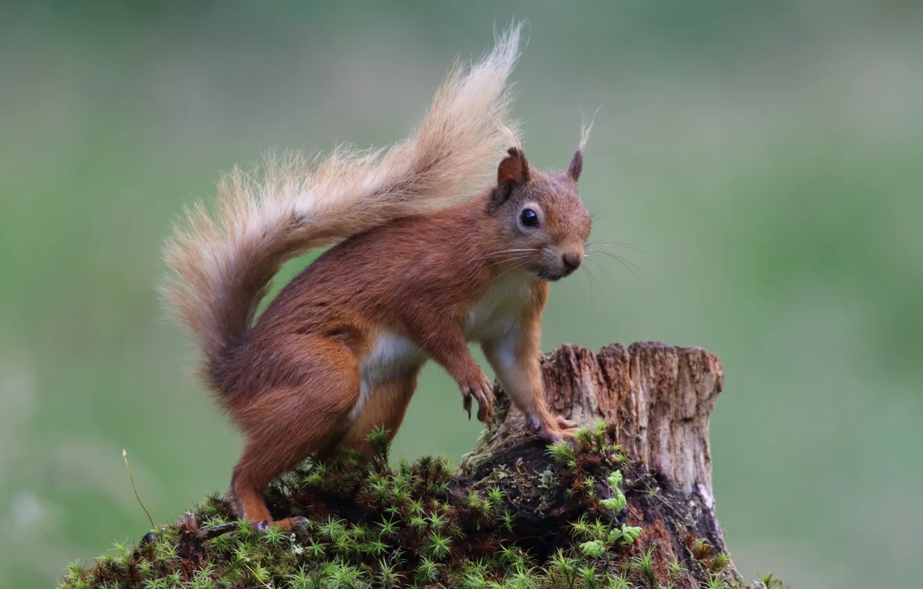 Photo wallpaper look, nature, pose, green, background, moss, stump, protein