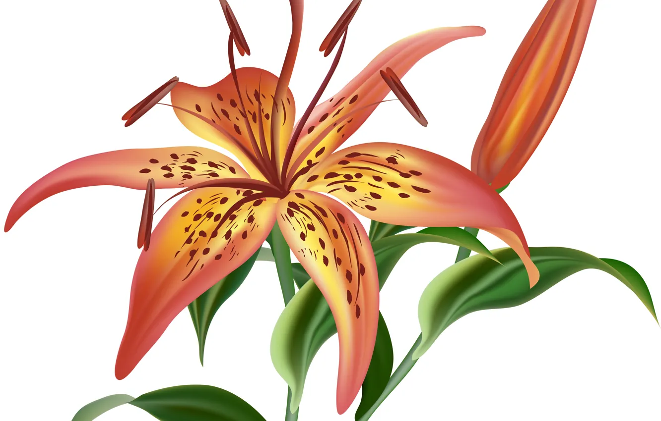 Photo wallpaper Lily, Bud, white background, vector graphics
