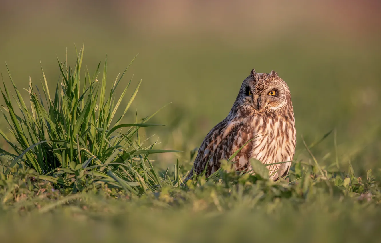 Photo wallpaper grass, background, owl, bird, Short-eared owl