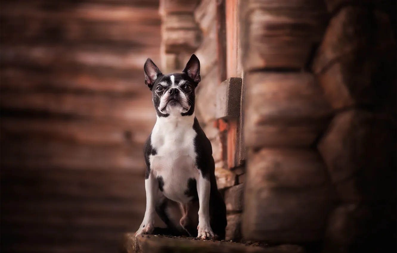 Photo wallpaper dog, hut, Boston Terrier