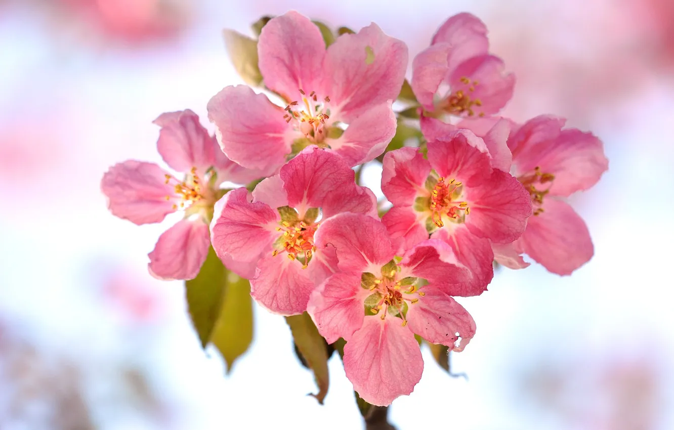 Photo wallpaper macro, flowers, nature, petals, inflorescence