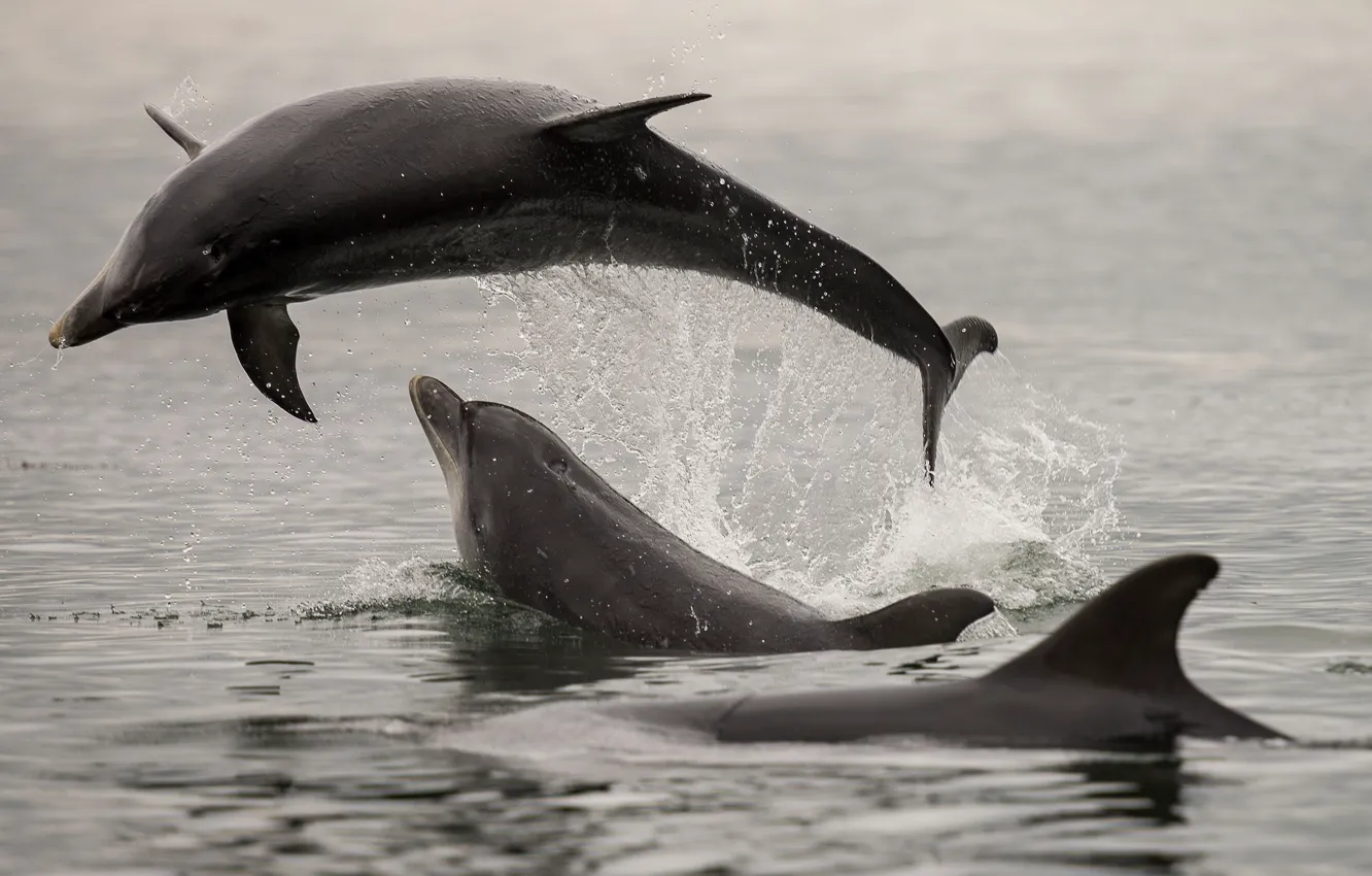 Photo wallpaper sea, squirt, jump, dolphins