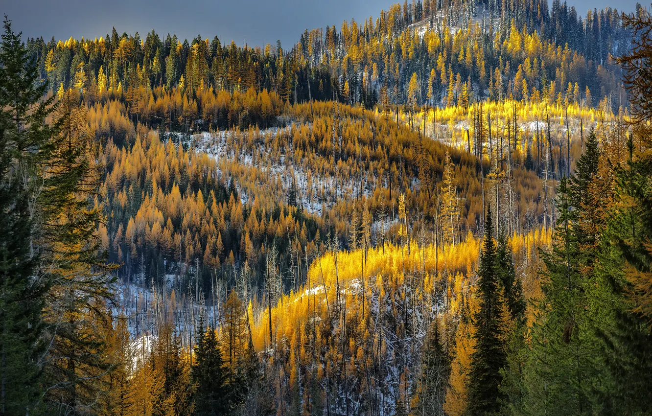 Photo wallpaper winter, autumn, forest, snow, trees, mountains, nature, hills