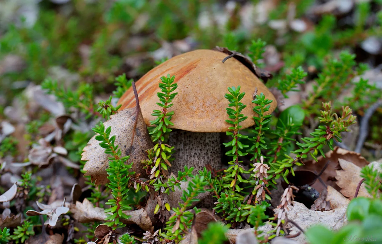 Photo wallpaper mushrooms, moss, boletus