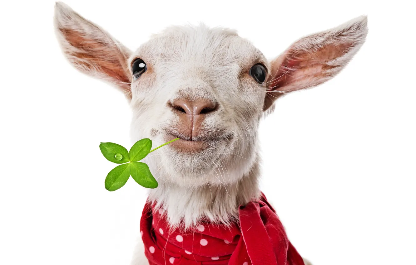 Photo wallpaper face, scarf, clover, goat, goat, goat