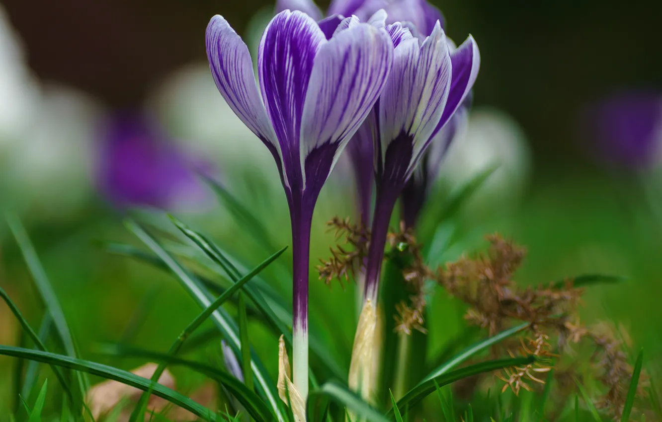 Photo wallpaper purple, grass, crocuses, striped