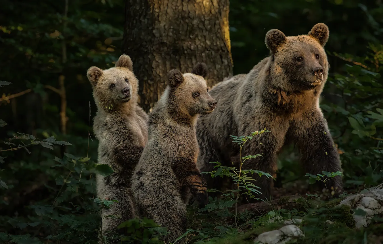 Photo wallpaper forest, look, trees, branches, the dark background, stones, thickets, bear