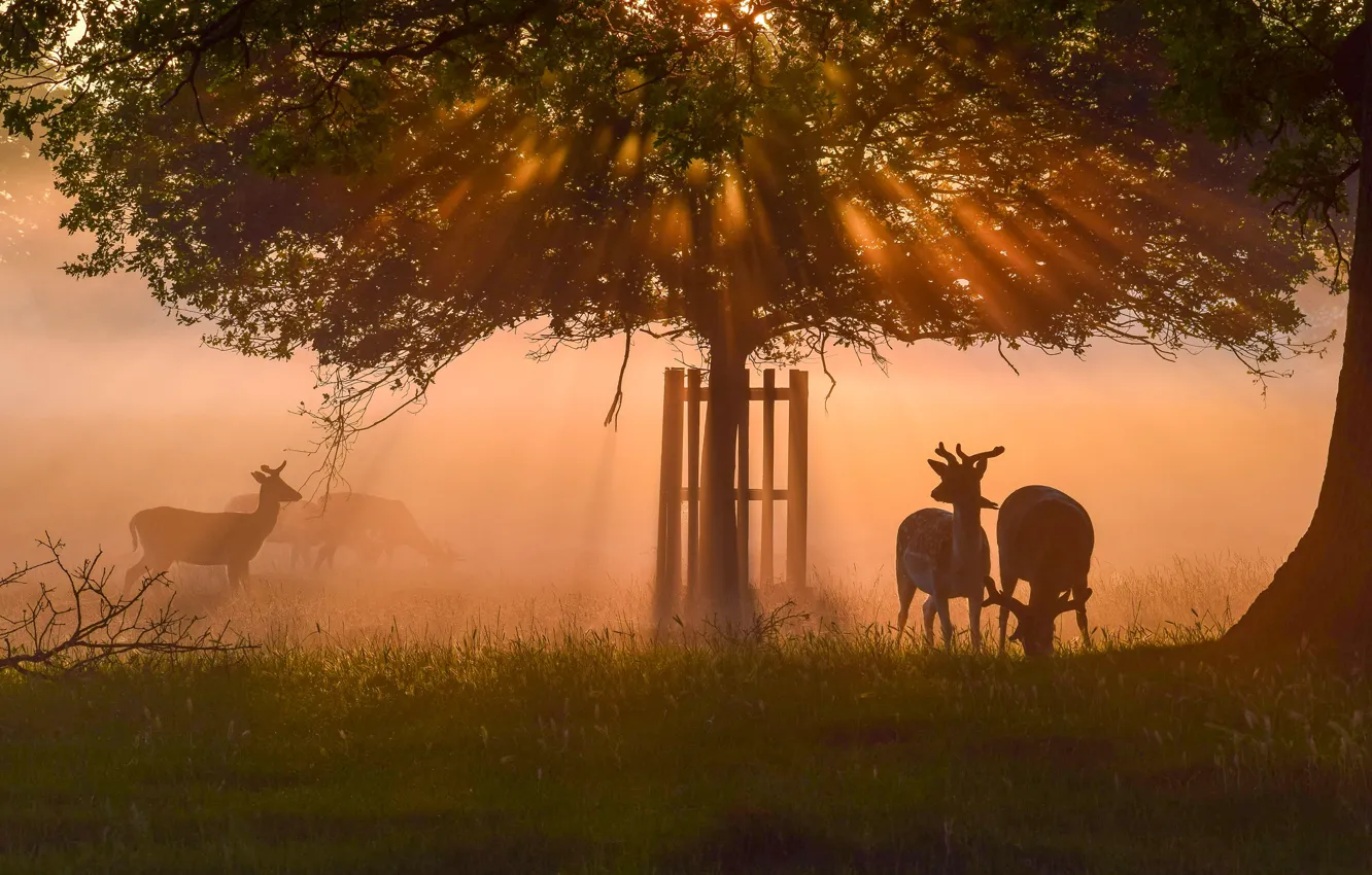 Photo wallpaper fog, dawn, deer