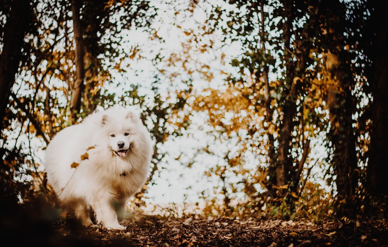 Photo wallpaper autumn, forest, white, dog, fluffy, the Japanese Spitz