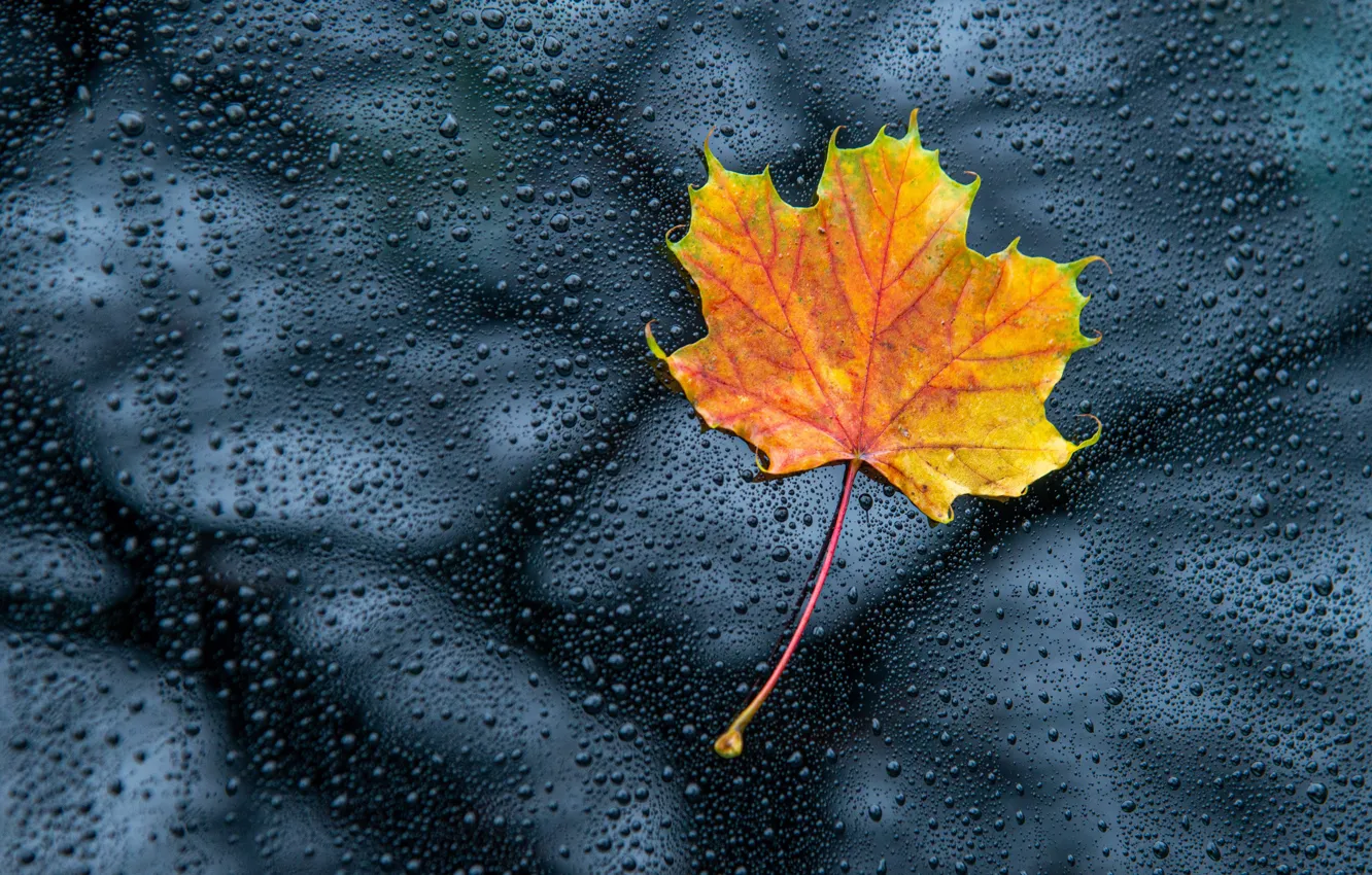 Photo wallpaper autumn, glass, drops, yellow, nature, reflection, leaf, bokeh